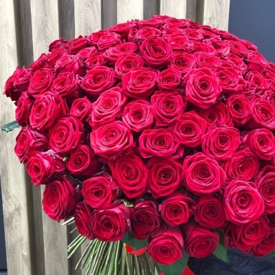 Шикарный букет из 201 бордовой розы Эксплорер под ленту